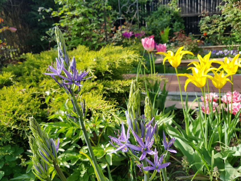 Camassia Leichtlinii - 2019 Aprilie