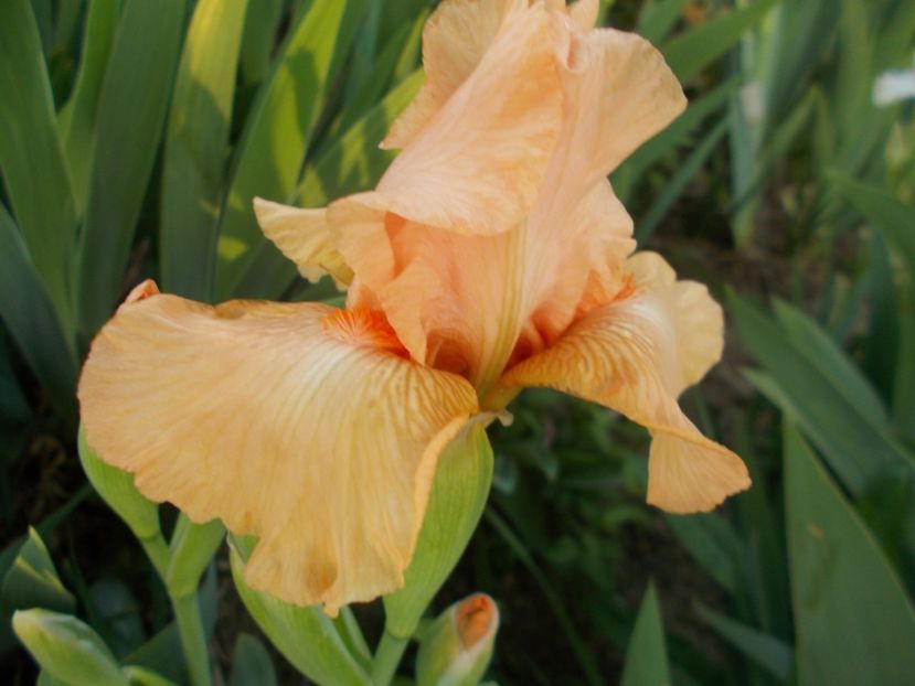  - Irisi -2019 Barbata Elatior si intermedia