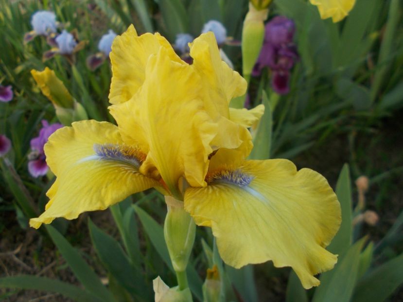  - Irisi -2019 Barbata Elatior si intermedia