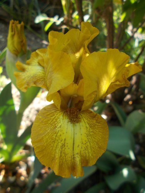  - Irisi -2019 Pumila si Barbata Nana