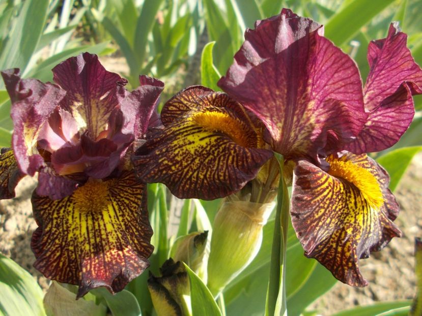  - Irisi -2019 Pumila si Barbata Nana