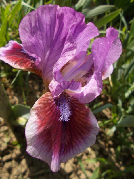  - Irisi -2019 Pumila si Barbata Nana