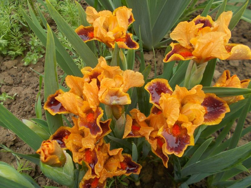  - Irisi -2019 Pumila si Barbata Nana