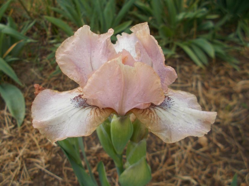  - Irisi -2019 Pumila si Barbata Nana