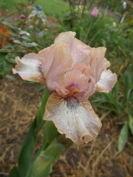  - Irisi -2019 Pumila si Barbata Nana