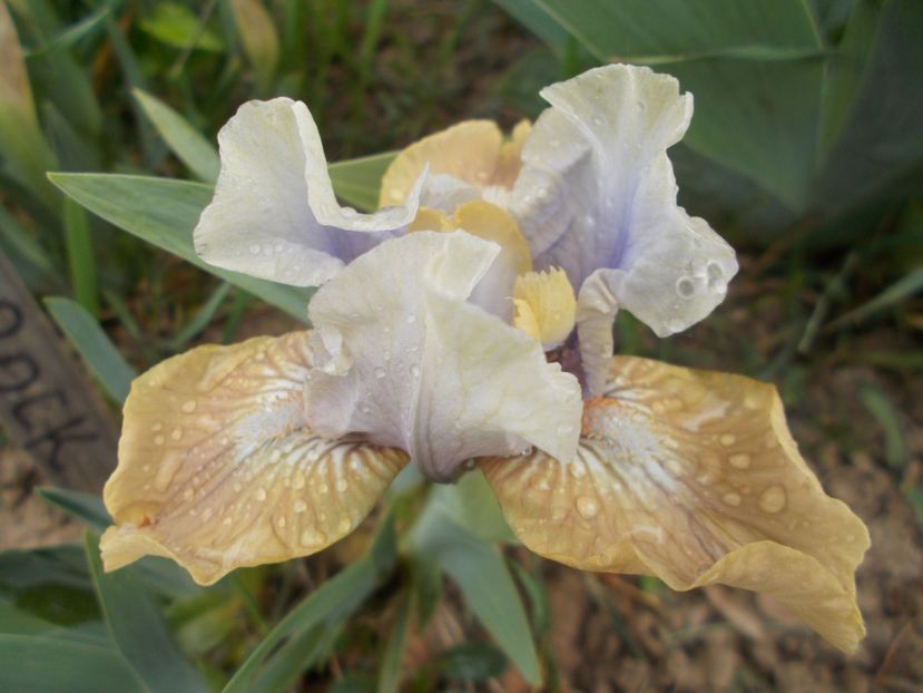  - Irisi -2019 Pumila si Barbata Nana