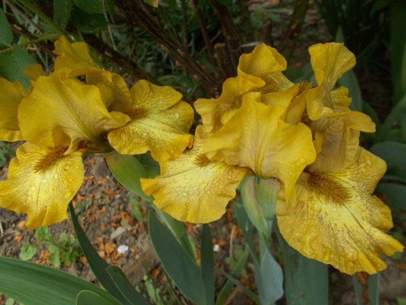  - Irisi -2019 Pumila si Barbata Nana