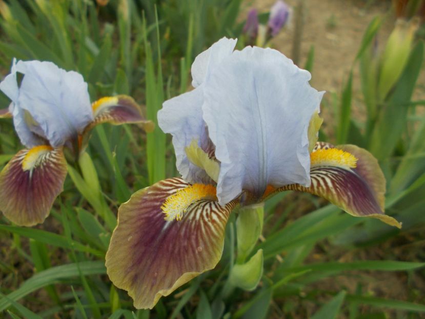  - Irisi -2019 Pumila si Barbata Nana