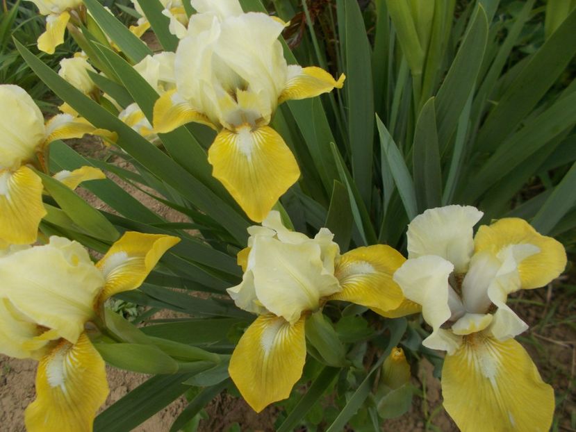  - Irisi -2019 Pumila si Barbata Nana