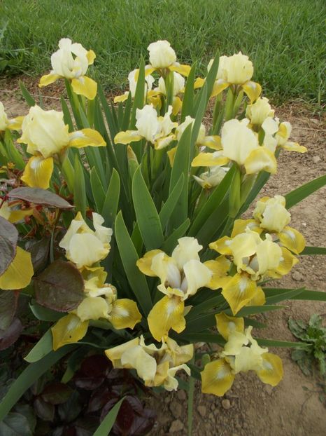  - Irisi -2019 Pumila si Barbata Nana