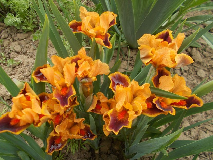  - Irisi -2019 Pumila si Barbata Nana