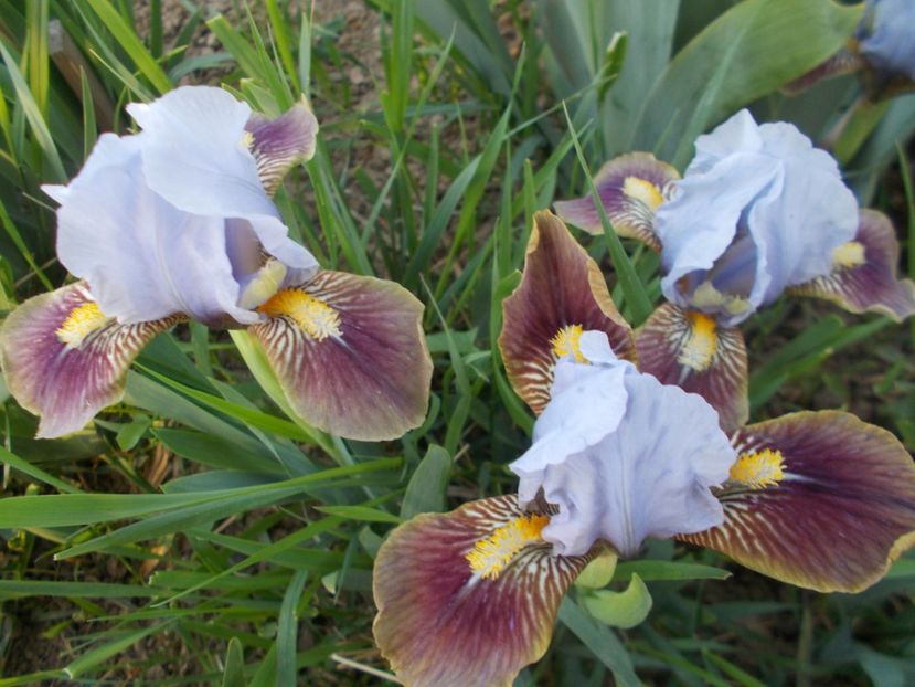  - Irisi -2019 Pumila si Barbata Nana