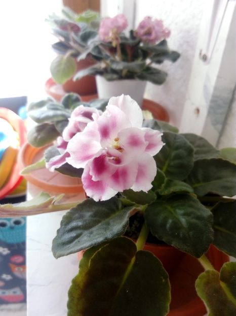 26 aprilie 2019 - Moroznaia Vishnia