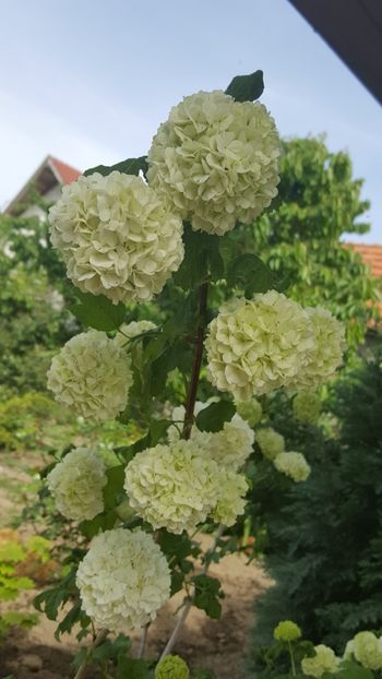  - Din gradina