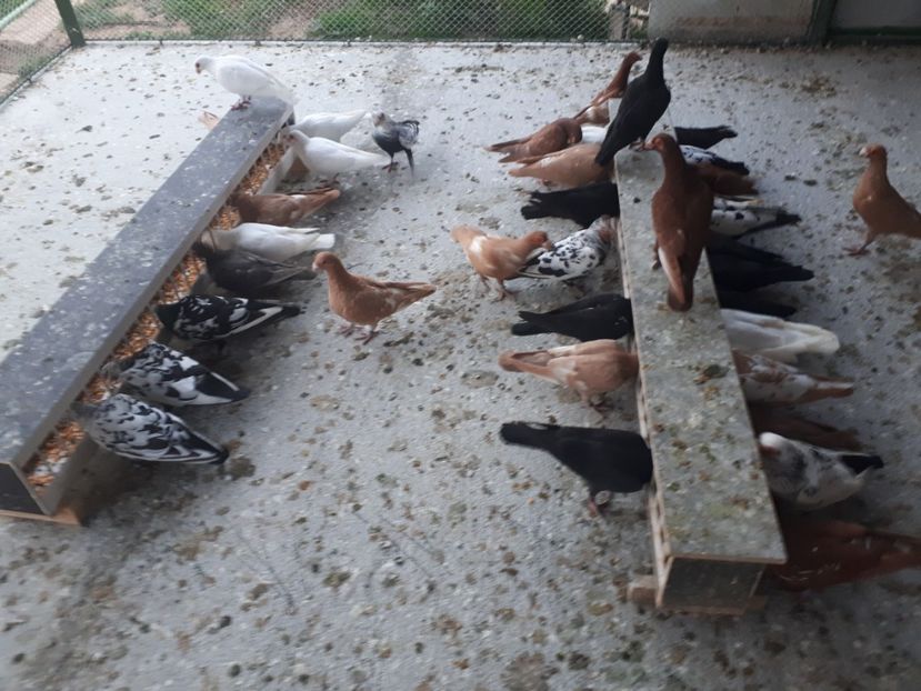  - I1 _ carunculați _ martie 2019