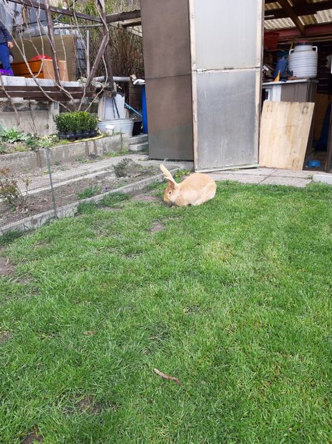 UG femela pe galben - Iepuri