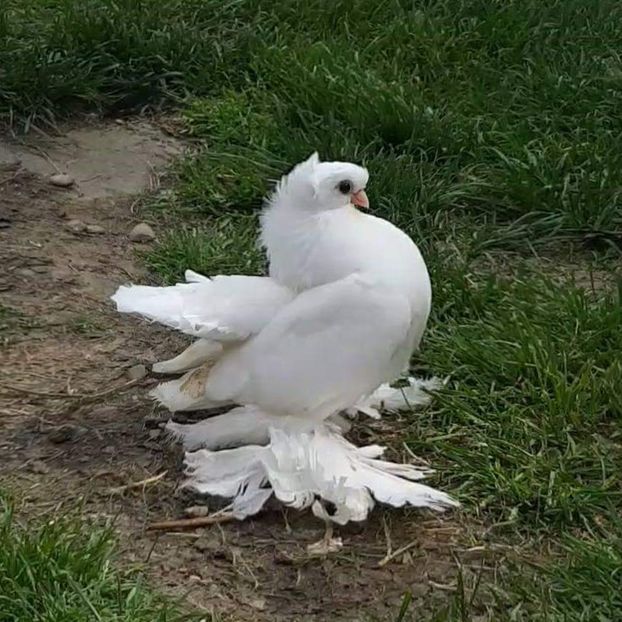  - Omsk si novocerkaski 2019