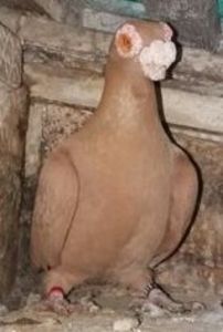 Erdei Gheorghe Oradea - CARUNCULATII  AUTOHTONI