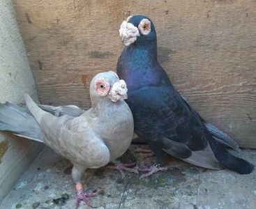 Bihor - CARUNCULATII  AUTOHTONI