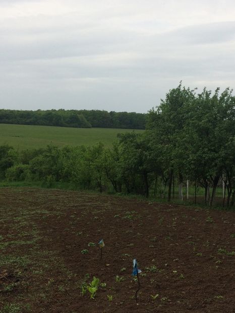 image - Primăvara 2019