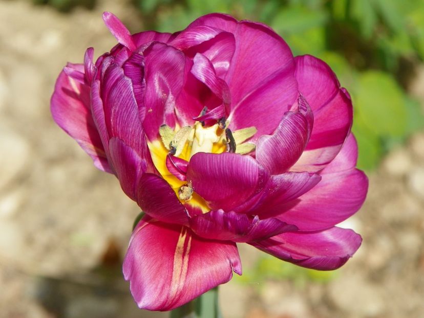 26 apr (1) - Primavara 2019