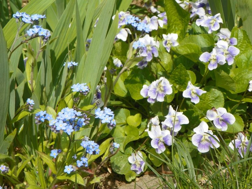 26 apr (3) - Primavara 2019