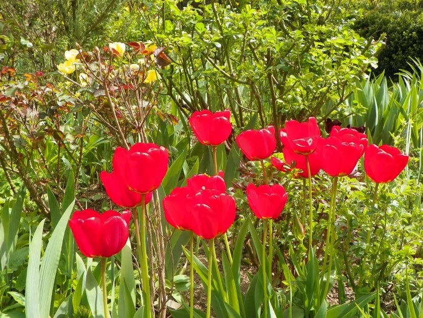 26 apr (5) - Primavara 2019