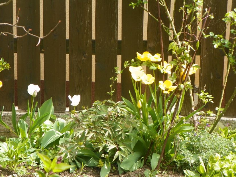 26 apr (8) - Primavara 2019