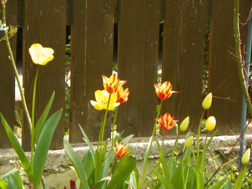 26 apr (9) - Primavara 2019