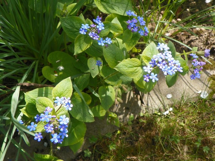 26 apr (11) - Primavara 2019