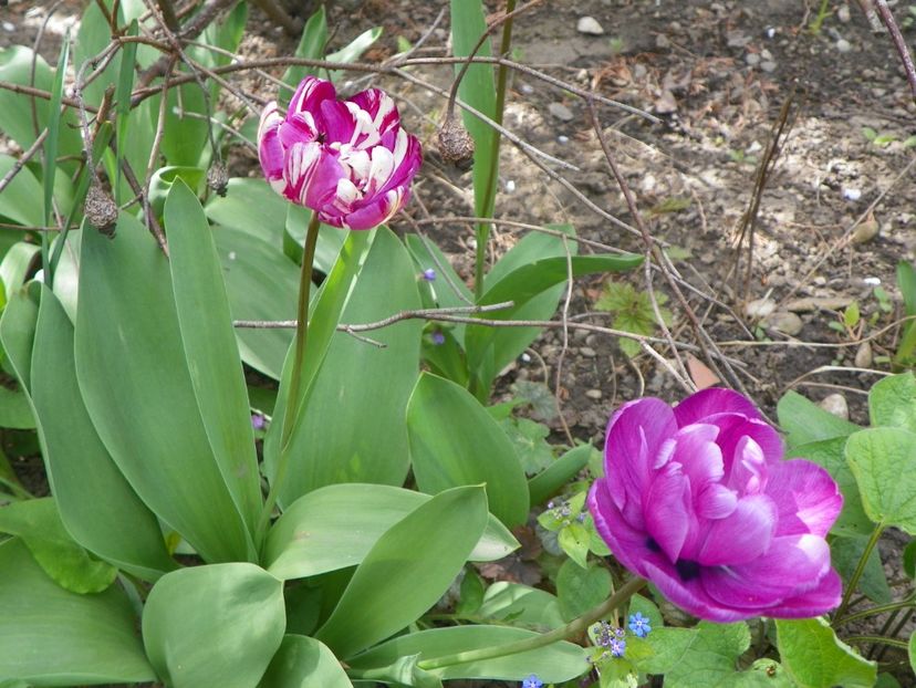 26 apr (12) - Primavara 2019