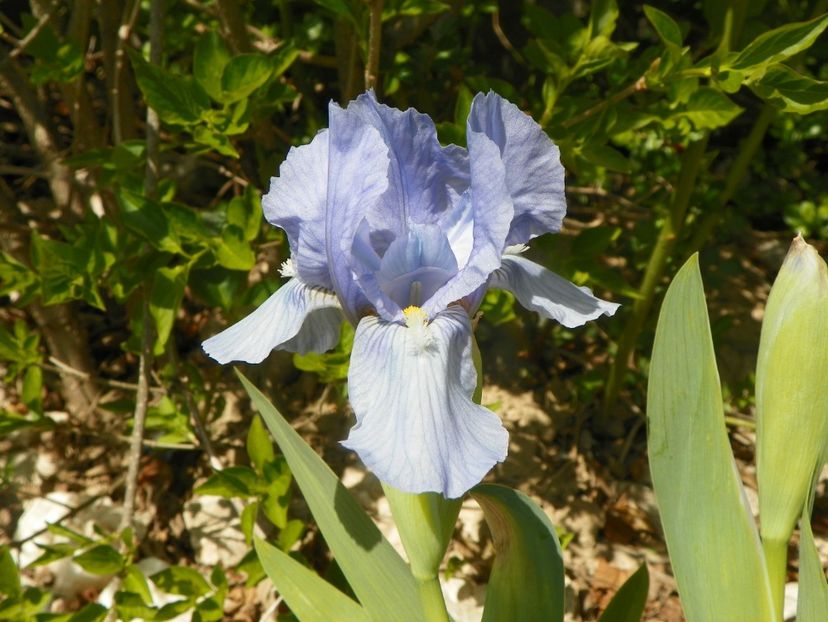 Azurea - Irisi si bujori 2019
