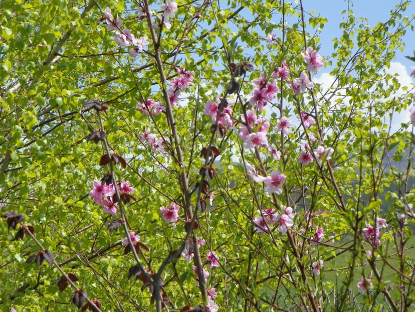 prunus persica - z-Dobarland 2019