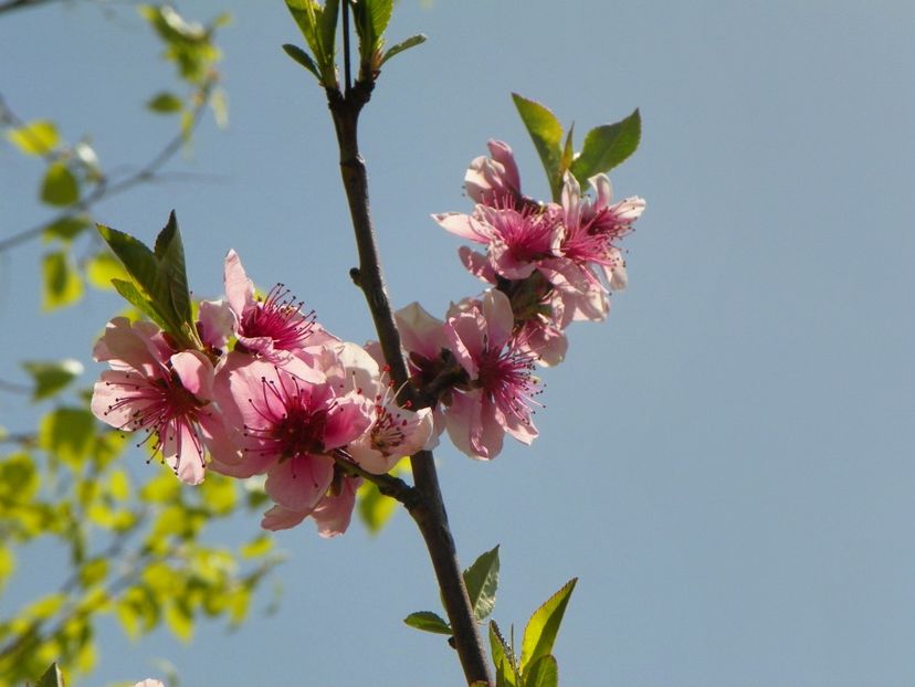 prunus persica - z-Dobarland 2019