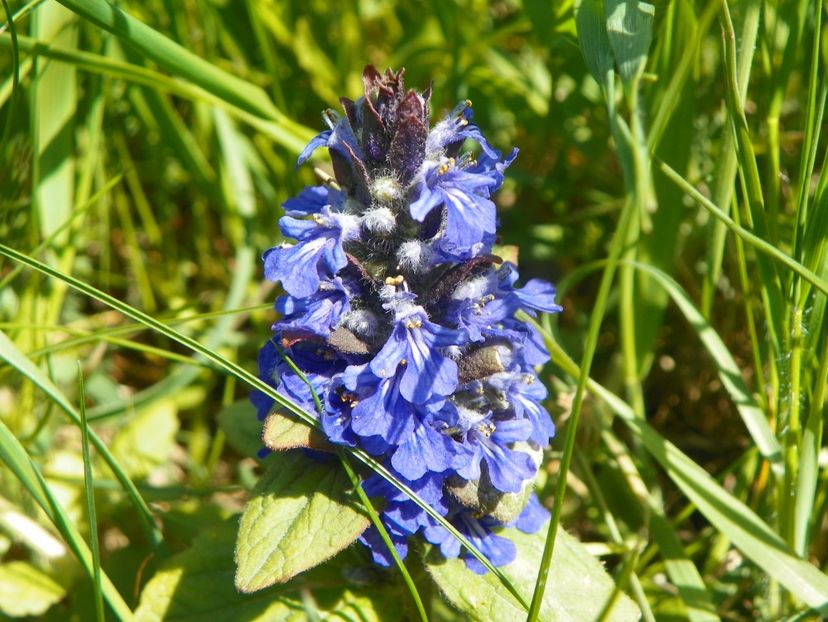 ajuga reptans - z-Dobarland 2019