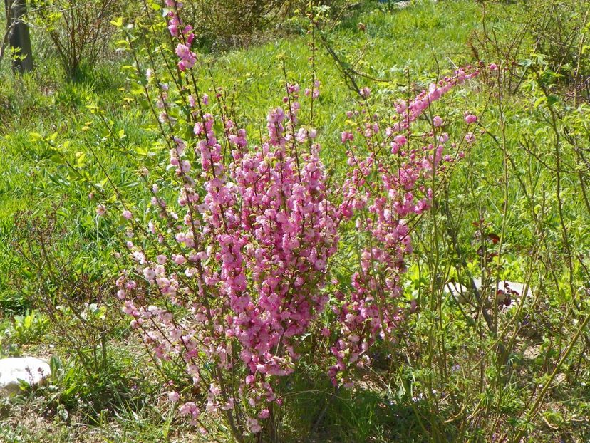prunus triloba - z-Dobarland 2019