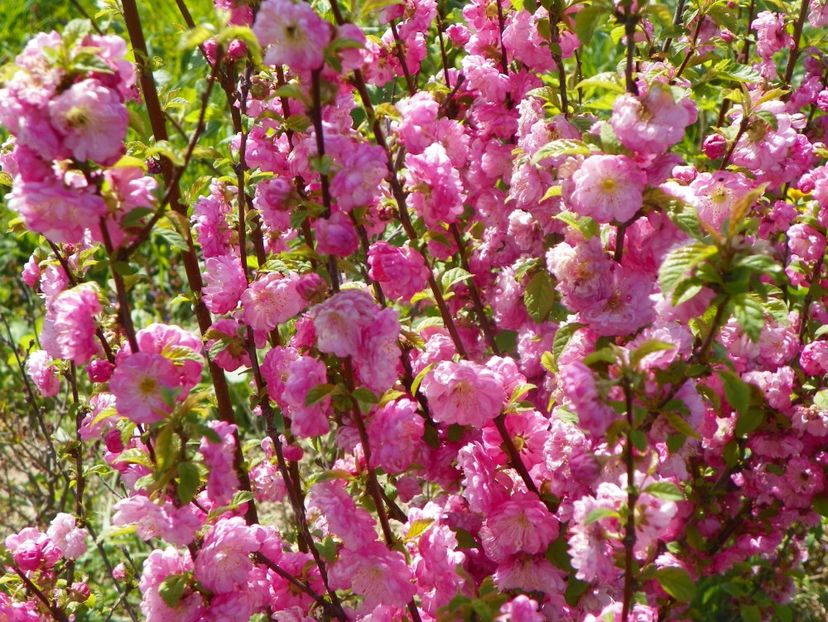 prunus triloba - z-Dobarland 2019