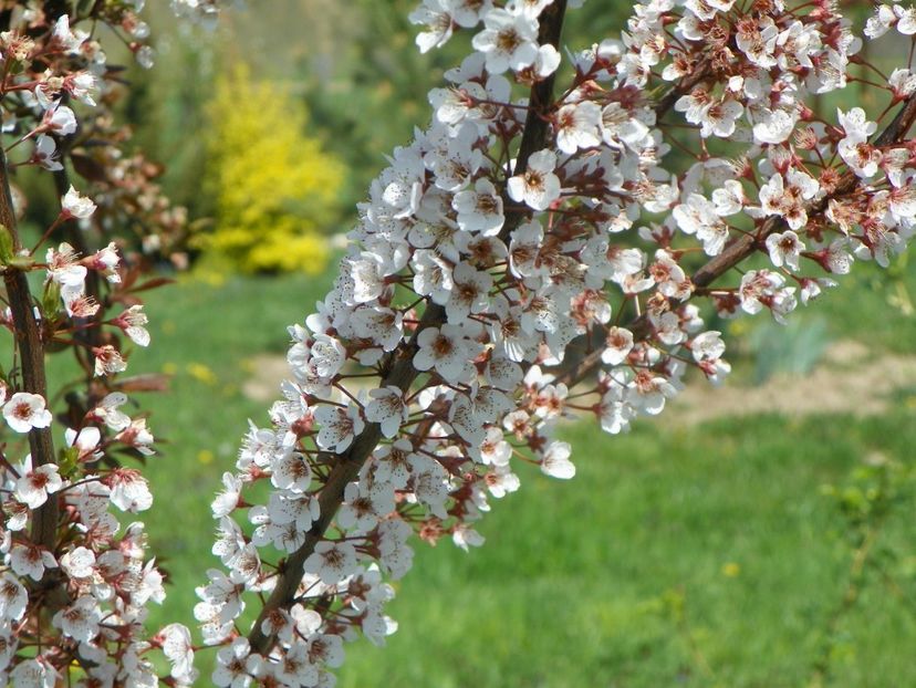 prunus Trailblazer - z-Dobarland 2019
