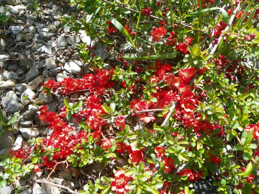 chaenomeles Fire Dance - z-Dobarland 2019