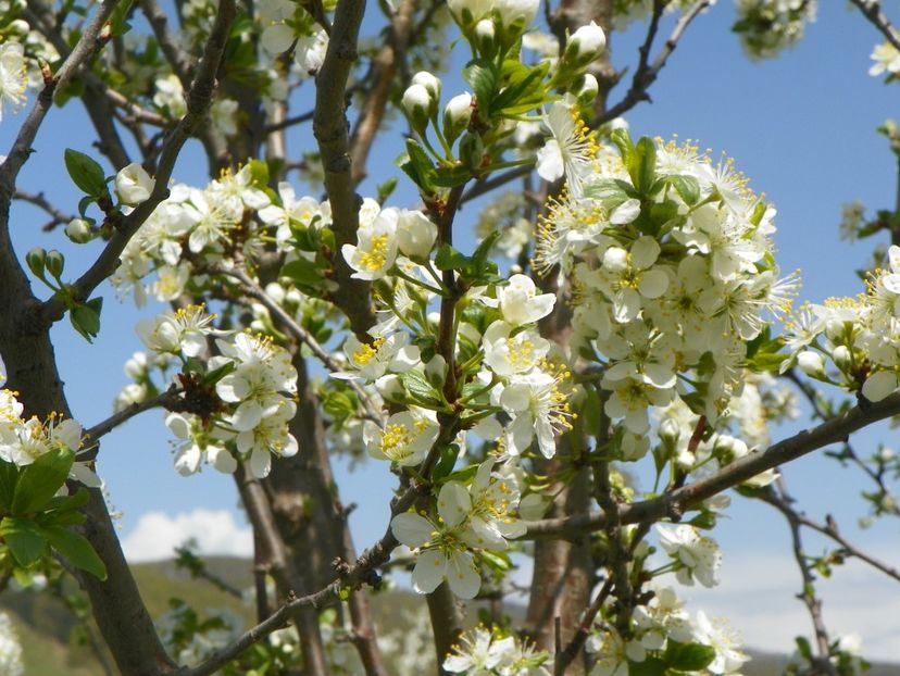 prun Stanley - z-Dobarland 2019