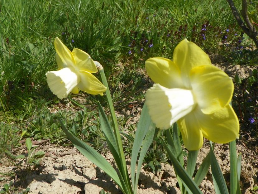 narcise Avalon - z-Dobarland 2019