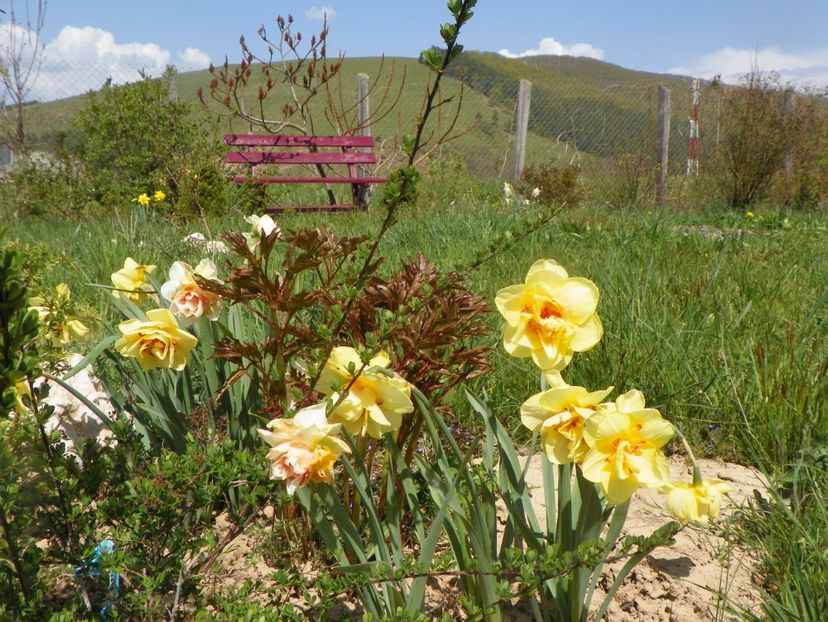 narcise Tahiti - z-Dobarland 2019