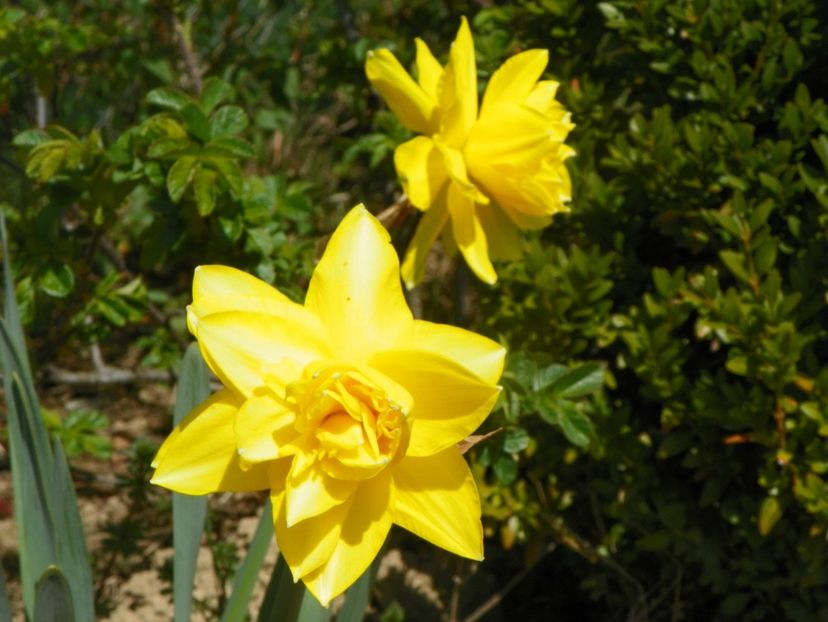 narcise Dick Wilden - z-Dobarland 2019