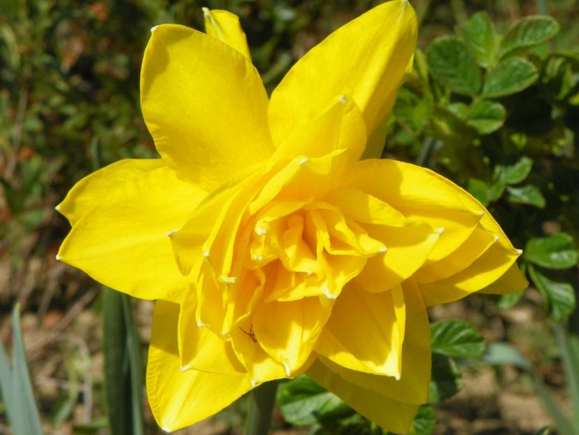 narcise Dick Wilden - z-Dobarland 2019