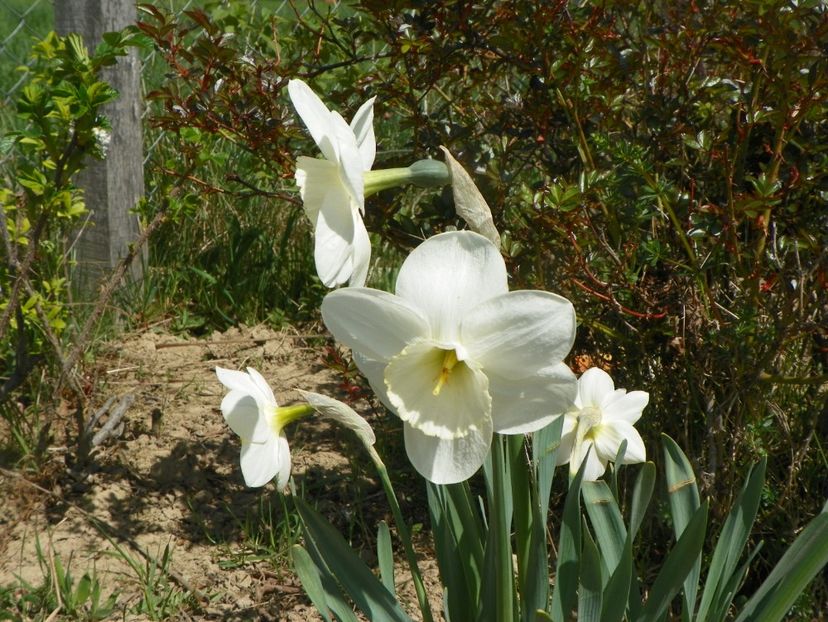 narcise Frosty Snow - z-Dobarland 2019