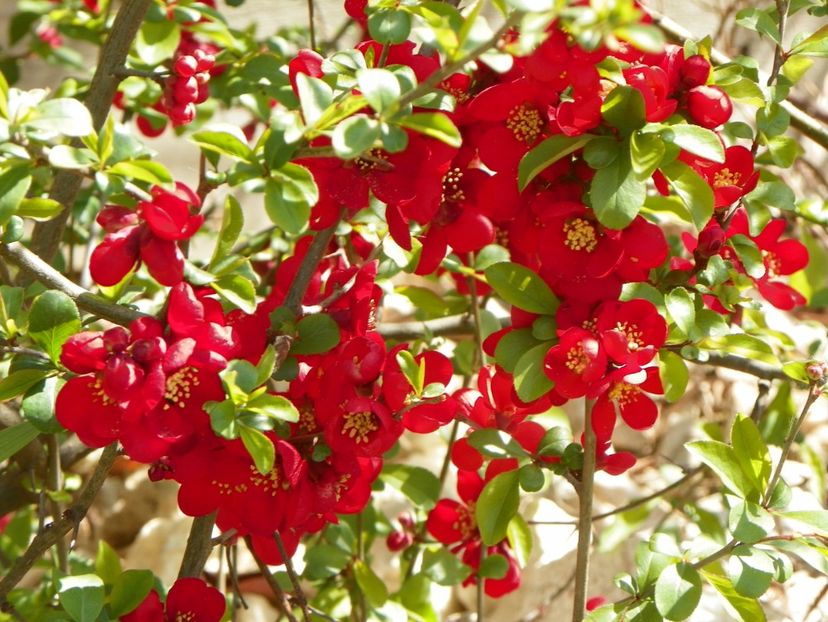 chaenomeles Crimson and Gold - z-Dobarland 2019
