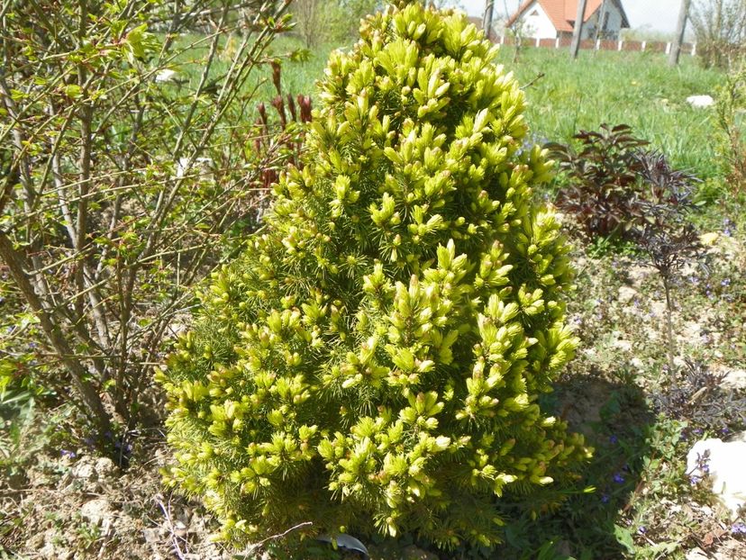 picea Daisy White - z-Dobarland 2019