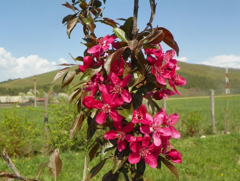 malus floribunda - z-Dobarland 2019