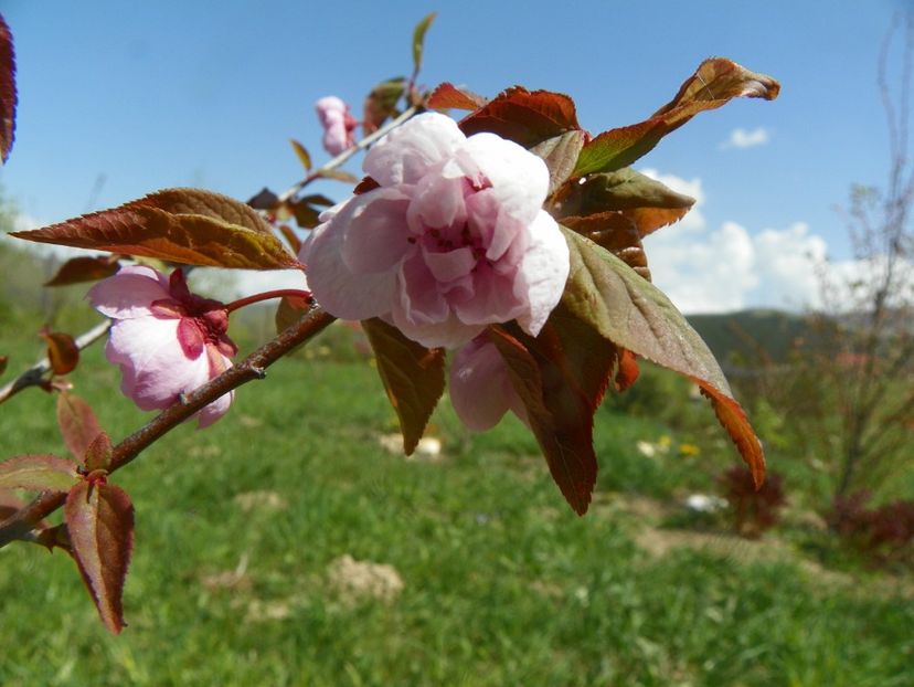 prunus x blireana - z-Dobarland 2019