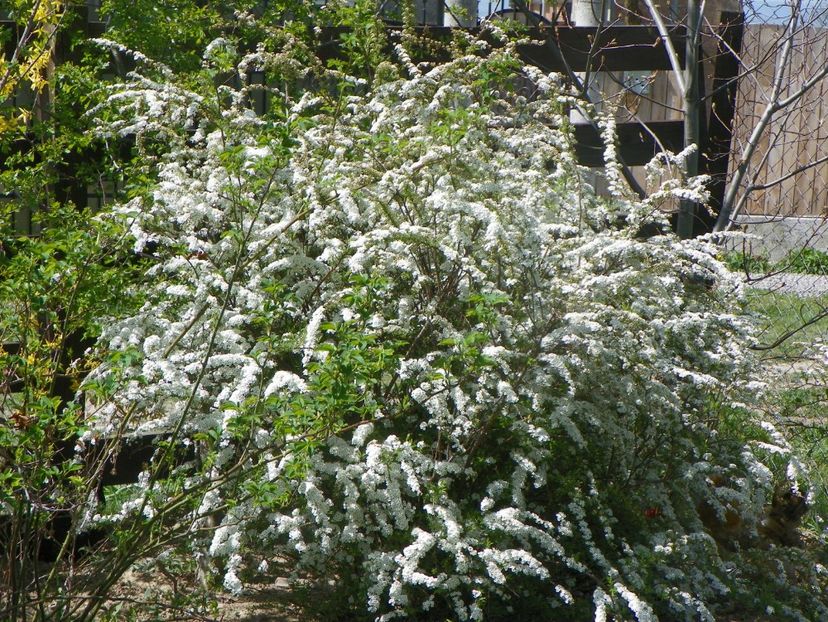 spiraea Grefsheim - z-Dobarland 2019